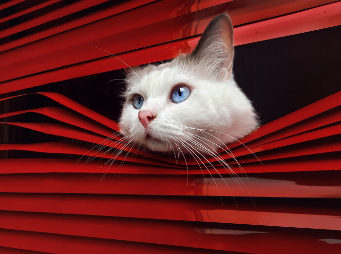 A white cat with bright blue eyes peeking through red blinds, an award-winning pet photography image.