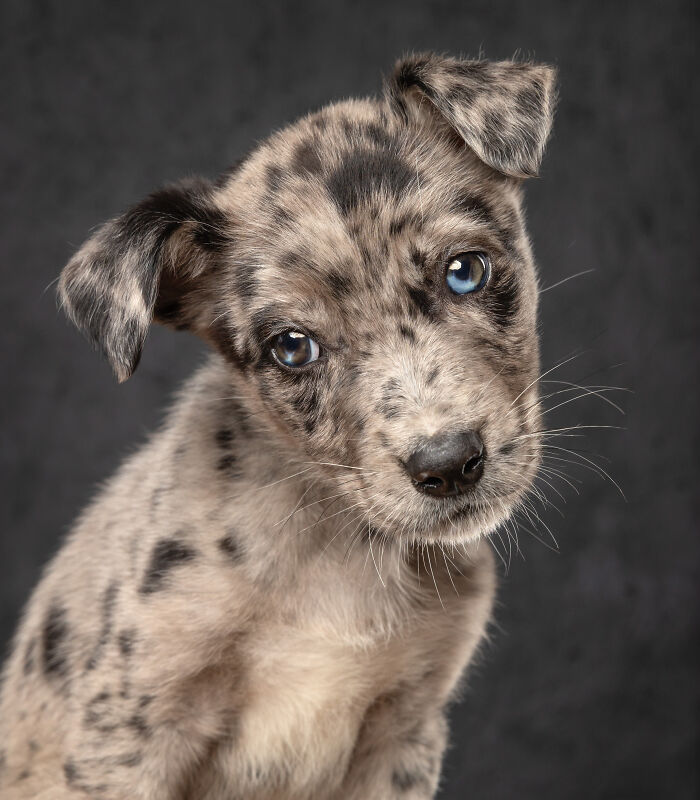 An adorable merle puppy with striking blue eyes, a captivating image from the Pet Photography Awards.