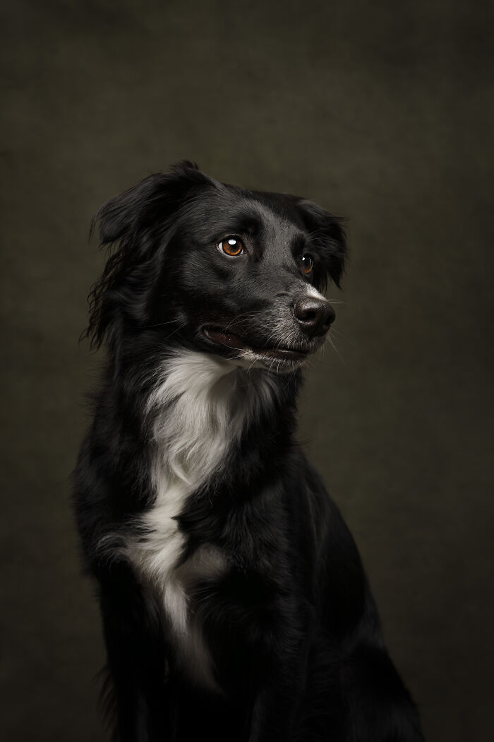 A beautiful black and white dog with soulful eyes, a favorite from the Pet Photography Awards.