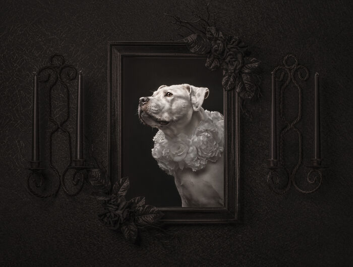 A white dog in a floral collar gazes from a dark, ornate frame, among the best Pet Photography Awards images.