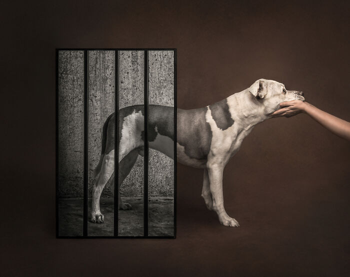 A dog reaches for a hand through a framed image of prison bars, a powerful Pet Photography Awards image.