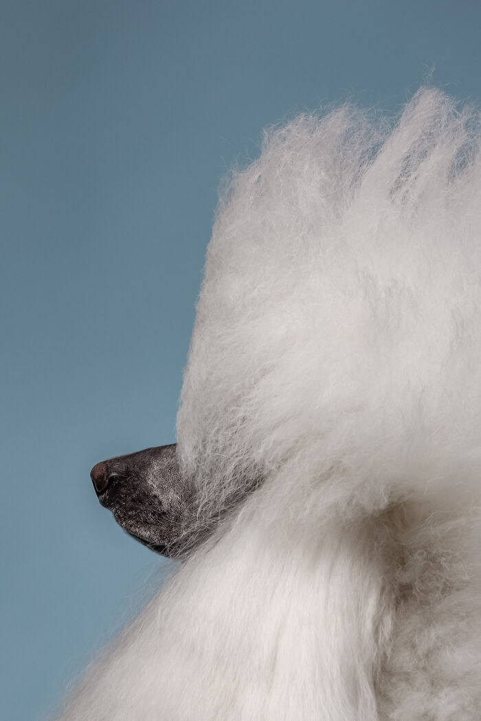 Close-up of a white poodle's fluffy coat and nose, a highlight from the Pet Photography Awards best images.