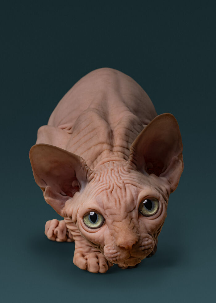 A Sphinx cat stares intently, featured among the best images from the International Pet Photography Awards.