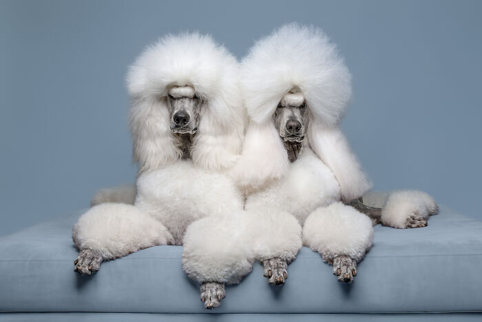 Two white poodles pose for the International Pet Photography Awards, showcasing their best images.