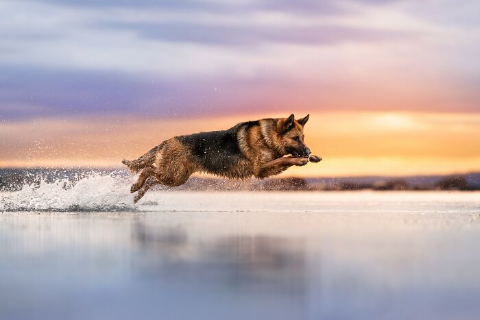 Domestic Animals Category, Nominee: "Color Rush" By Anne-Laurie Léger