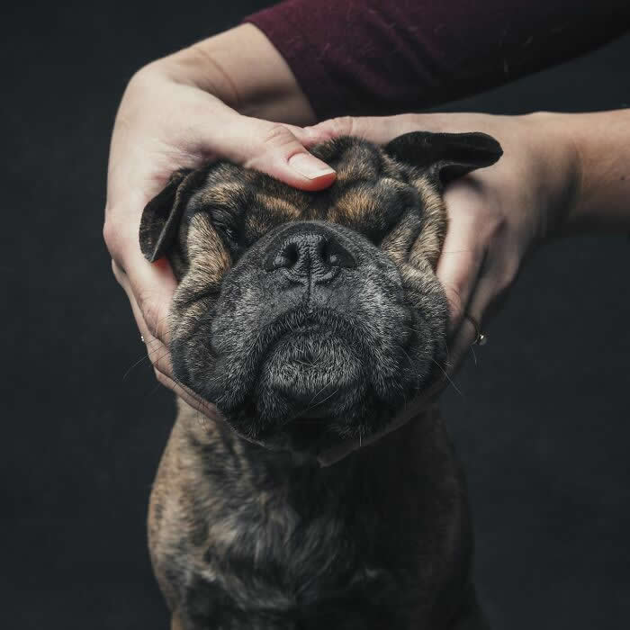 A ridiculous animal photo close-up of a person gently squishing a dog's face, creating a humorous expression.