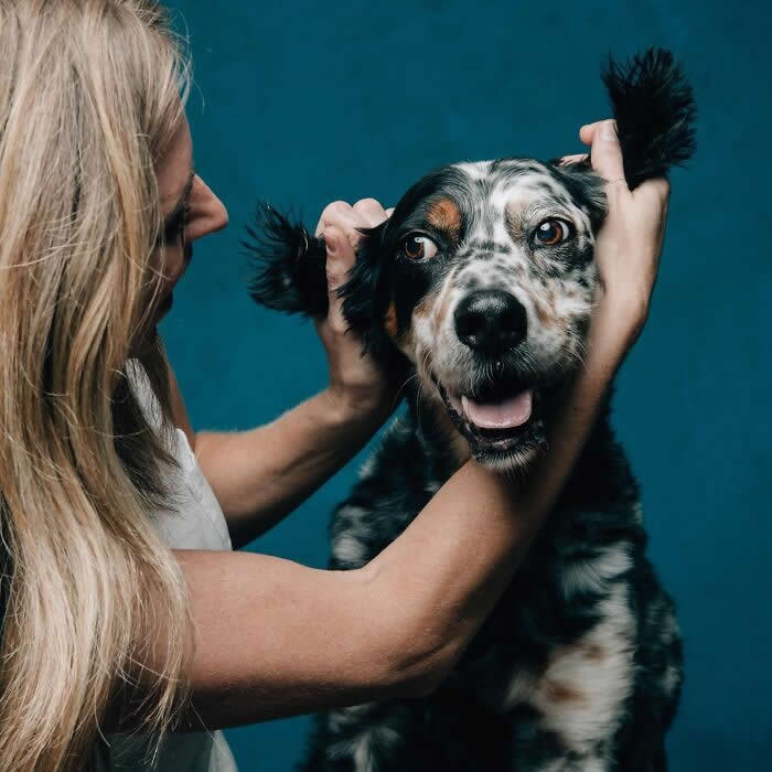 A woman playfully pulling the furry ears of a black and white dog with a happy expression.