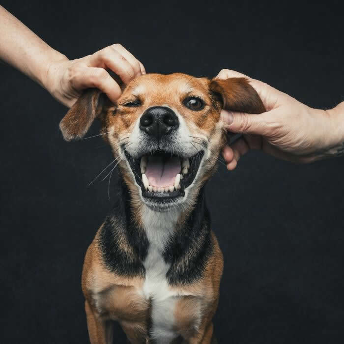 A small brown and black dog with a wide smile, one eye winking, as hands playfully pull its ears up.