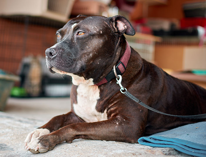 A black and white pit bull mix lies on a mat, appearing to be the dog making the daughter feel unsafe. A black and white pit bull mix lies on a mat, appearing to be the dog making the daughter feel unsafe.