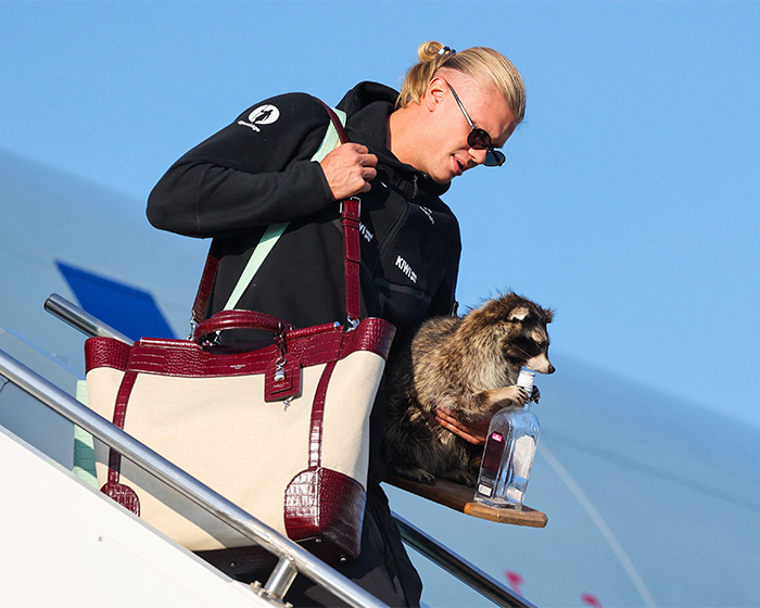 Erling Haaland arriving in Norway, holding a raccoon and bag, an image that went viral inspiring memes. Erling Haaland arriving in Norway, holding a raccoon and bag, an image that went viral inspiring memes.