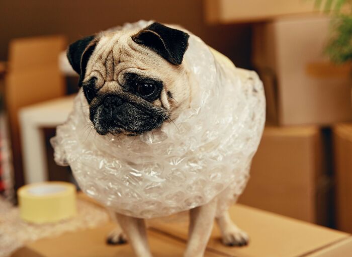 A pug dog wrapped in bubble wrap, showcasing how everyday items can be used for completely different things.