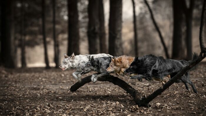 Domestic Animals Category, Nominee: "One Breath" By Lucie Nermuťová