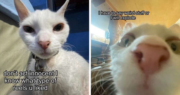 This Devon Rex Cat’s Instagram Is Pure Serotonin, Here Are 30 Of Its Cutest Moments
