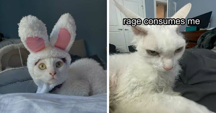 This Devon Rex Cat’s Instagram Is Pure Serotonin, Here Are 30 Of Its Cutest Moments