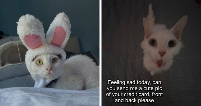 This Devon Rex Cat’s Instagram Is Pure Serotonin, Here Are 30 Of Its Cutest Moments