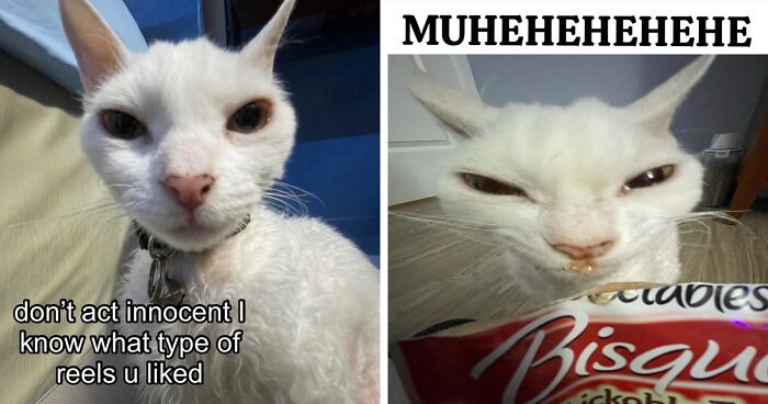 This Devon Rex Cat’s Instagram Is Pure Serotonin, Here Are 30 Of Its Cutest Moments