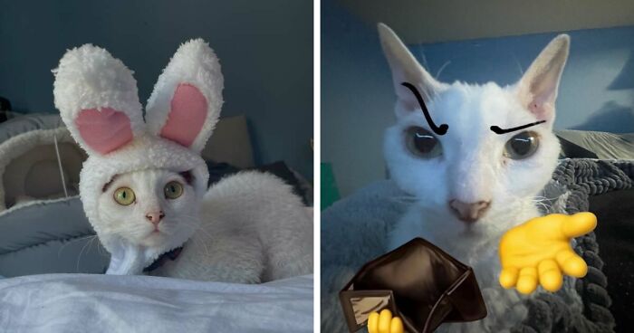 This Devon Rex Cat’s Instagram Is Pure Serotonin, Here Are 30 Of Its Cutest Moments