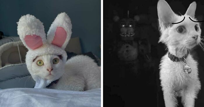 This Devon Rex Cat’s Instagram Is Pure Serotonin, Here Are 30 Of Its Cutest Moments
