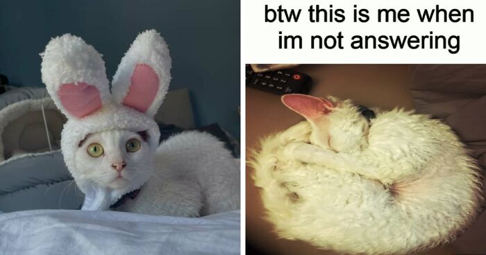 This Devon Rex Cat’s Instagram Is Pure Serotonin, Here Are 30 Of Its Cutest Moments