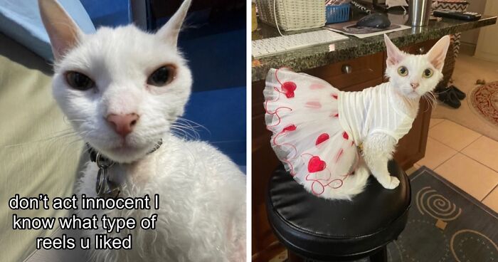 This Devon Rex Cat’s Instagram Is Pure Serotonin, Here Are 30 Of Its Cutest Moments