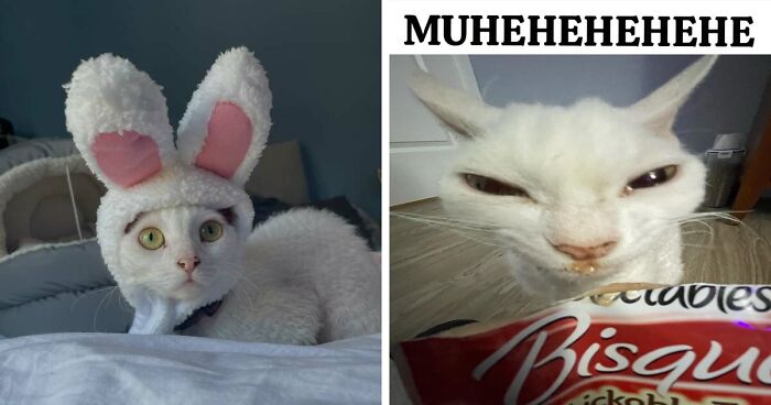 This Devon Rex Cat’s Instagram Is Pure Serotonin, Here Are 30 Of Its Cutest Moments