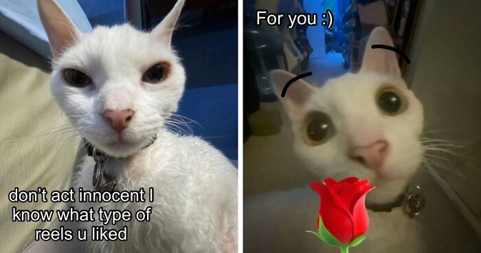 This Devon Rex Cat’s Instagram Is Pure Serotonin, Here Are 30 Of Its Cutest Moments
