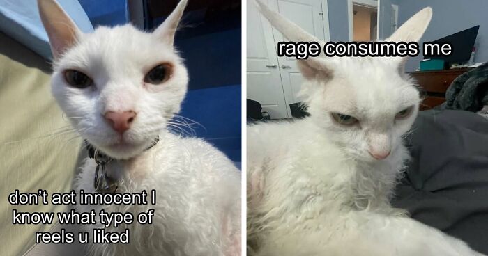 This Devon Rex Cat’s Instagram Is Pure Serotonin, Here Are 30 Of Its Cutest Moments