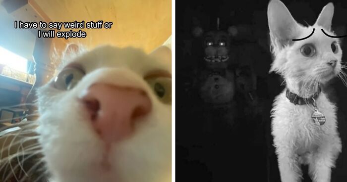 This Devon Rex Cat’s Instagram Is Pure Serotonin, Here Are 30 Of Its Cutest Moments