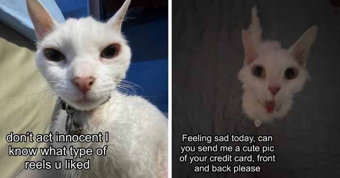This Devon Rex Cat’s Instagram Is Pure Serotonin, Here Are 30 Of Its Cutest Moments