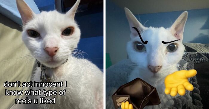 This Devon Rex Cat’s Instagram Is Pure Serotonin, Here Are 30 Of Its Cutest Moments