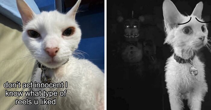This Devon Rex Cat’s Instagram Is Pure Serotonin, Here Are 30 Of Its Cutest Moments