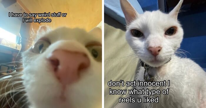 This Devon Rex Cat’s Instagram Is Pure Serotonin, Here Are 30 Of Its Cutest Moments