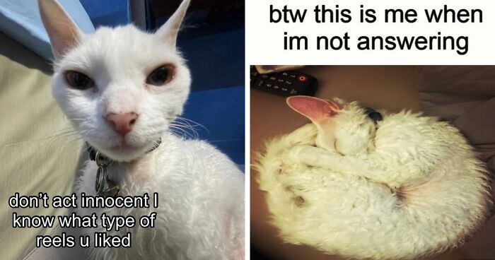 This Devon Rex Cat’s Instagram Is Pure Serotonin, Here Are 30 Of Its Cutest Moments