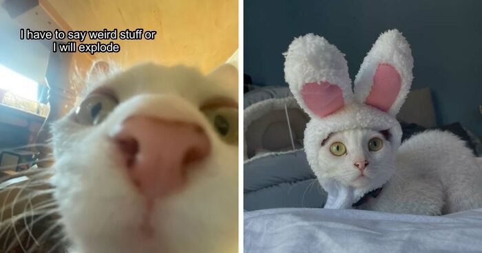 This Devon Rex Cat’s Instagram Is Pure Serotonin, Here Are 30 Of Its Cutest Moments