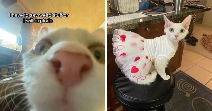 This Devon Rex Cat’s Instagram Is Pure Serotonin, Here Are 30 Of Its Cutest Moments