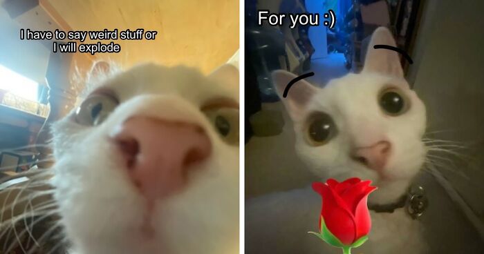 This Devon Rex Cat’s Instagram Is Pure Serotonin, Here Are 30 Of Its Cutest Moments