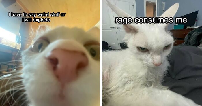 This Devon Rex Cat’s Instagram Is Pure Serotonin, Here Are 30 Of Its Cutest Moments