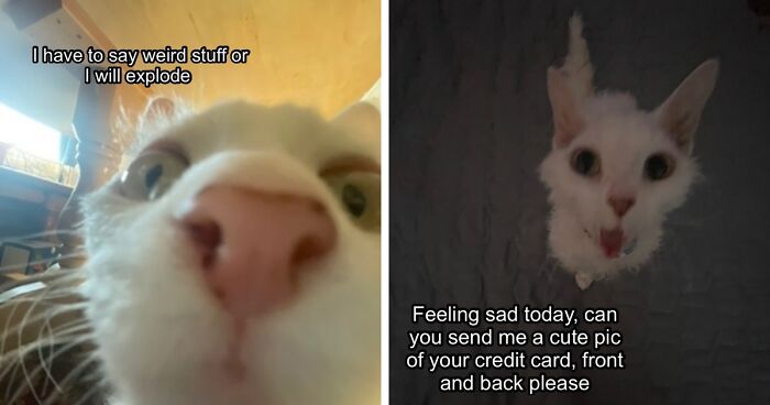 This Devon Rex Cat’s Instagram Is Pure Serotonin, Here Are 30 Of Its Cutest Moments