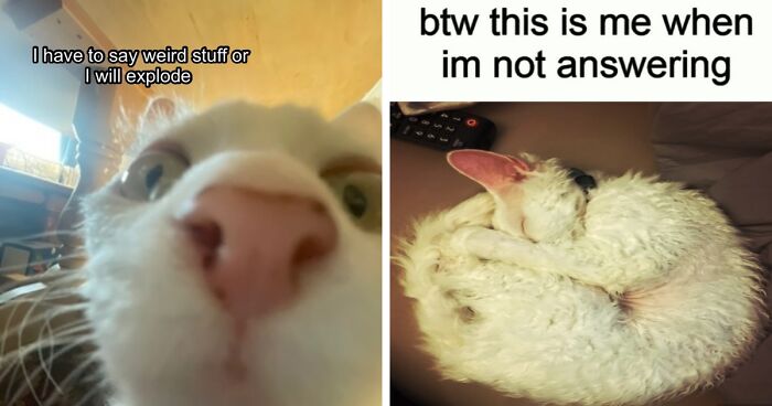 This Devon Rex Cat’s Instagram Is Pure Serotonin, Here Are 30 Of Its Cutest Moments