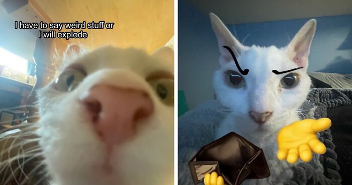 This Devon Rex Cat’s Instagram Is Pure Serotonin, Here Are 30 Of Its Cutest Moments