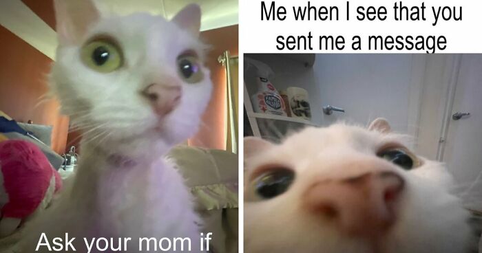 This Devon Rex Cat’s Instagram Is Pure Serotonin, Here Are 30 Of Its Cutest Moments