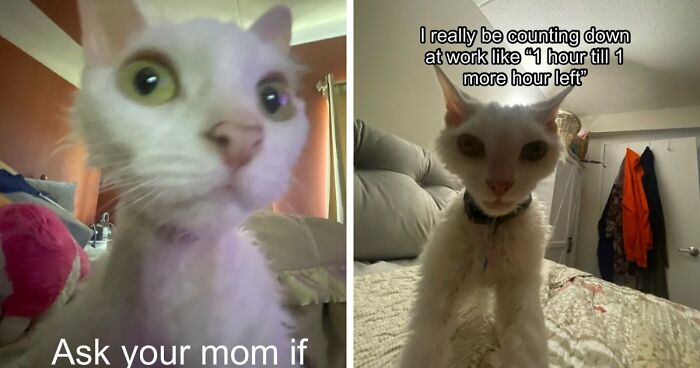 This Devon Rex Cat’s Instagram Is Pure Serotonin, Here Are 30 Of Its Cutest Moments