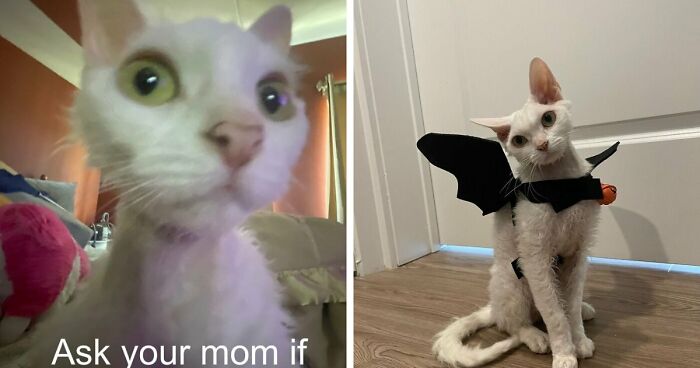 This Devon Rex Cat’s Instagram Is Pure Serotonin, Here Are 30 Of Its Cutest Moments