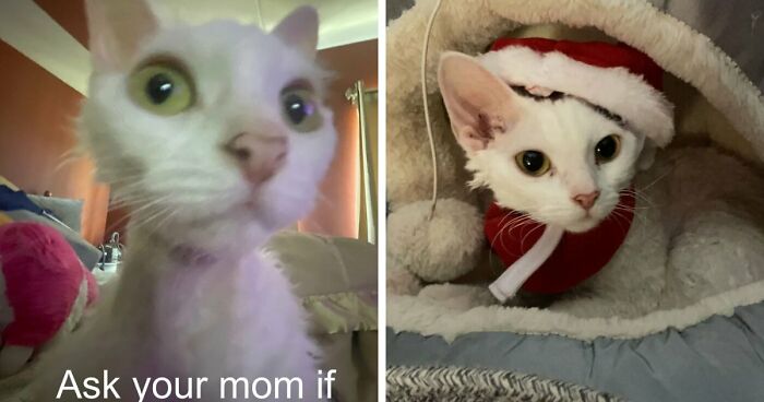 This Devon Rex Cat’s Instagram Is Pure Serotonin, Here Are 30 Of Its Cutest Moments