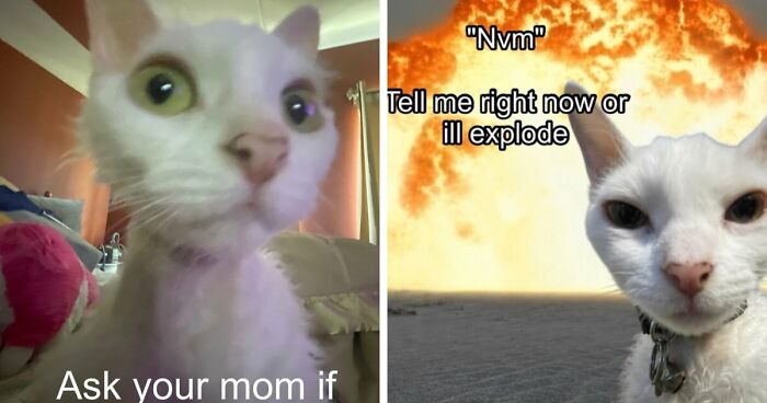This Devon Rex Cat’s Instagram Is Pure Serotonin, Here Are 30 Of Its Cutest Moments