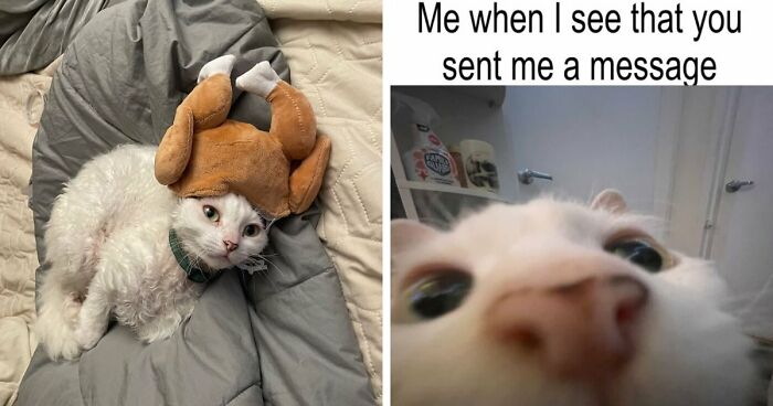 This Devon Rex Cat’s Instagram Is Pure Serotonin, Here Are 30 Of Its Cutest Moments