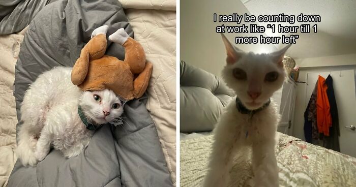 This Devon Rex Cat’s Instagram Is Pure Serotonin, Here Are 30 Of Its Cutest Moments