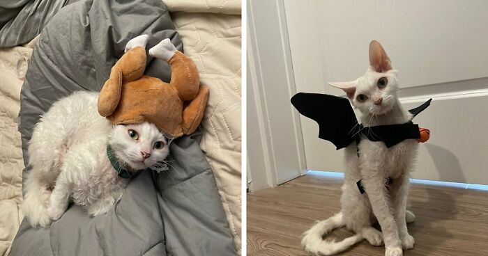This Devon Rex Cat’s Instagram Is Pure Serotonin, Here Are 30 Of Its Cutest Moments