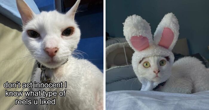 This Devon Rex Cat’s Instagram Is Pure Serotonin, Here Are 30 Of Its Cutest Moments