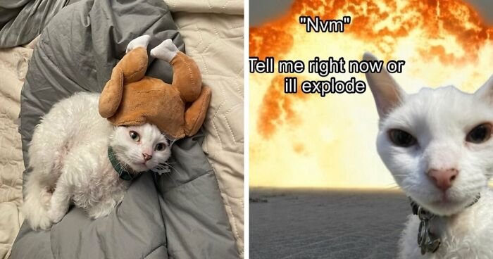 This Devon Rex Cat’s Instagram Is Pure Serotonin, Here Are 30 Of Its Cutest Moments